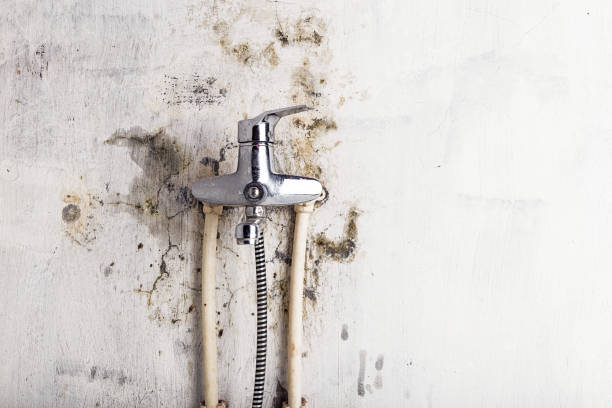 Certified Mold Removal in Henry, IL
