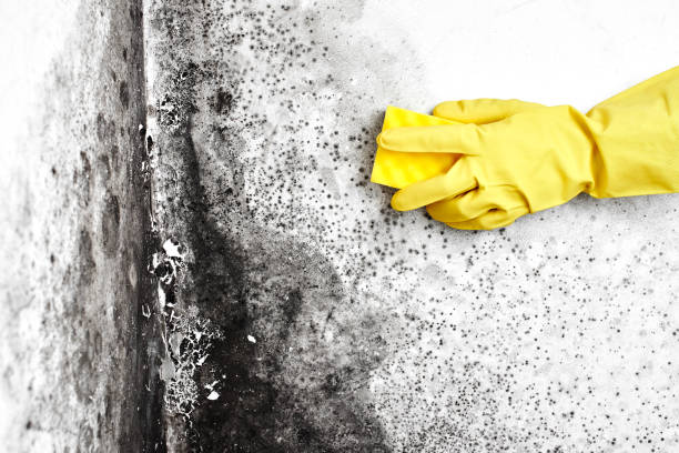 Best Mold Damage Repair  in Henry, IL
