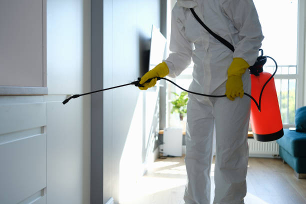 Best Black Mold Removal  in Henry, IL