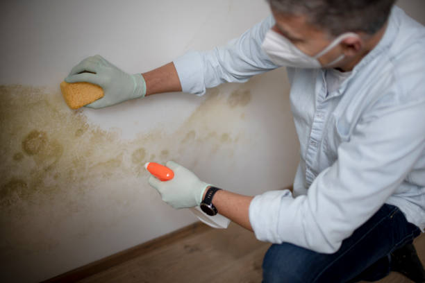 Mold Removal Process in Henry, IL