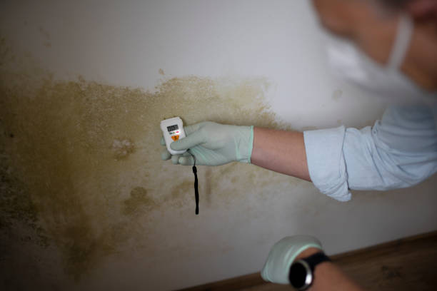 Best Attic Mold Removal  in Henry, IL