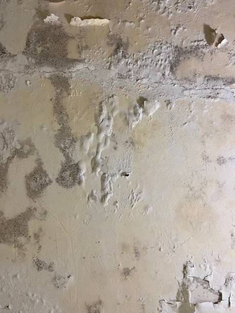 Best Toxic Mold Removal  in Henry, IL