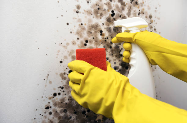 Best Residential Mold Removal  in Henry, IL