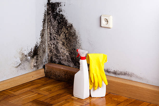 Best Mold Remediation  in Henry, IL