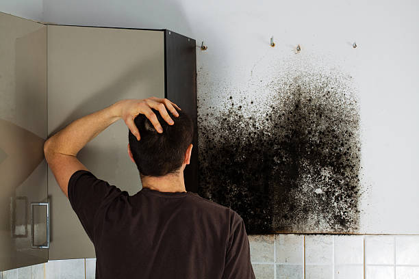 Best Commercial Mold Removal  in Henry, IL