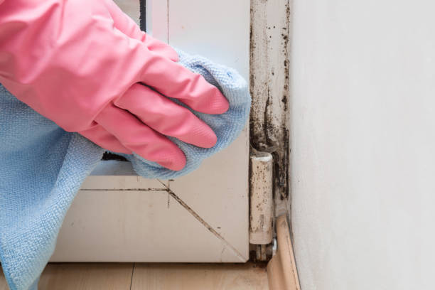 Best Office Mold Removal Services  in Henry, IL