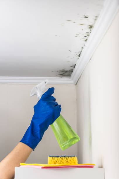 Best Professional Mold Removal  in Henry, IL